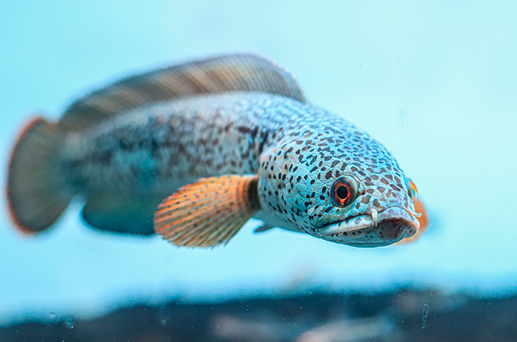 Для содержания змееголова Барка потребуется просторный аквариум