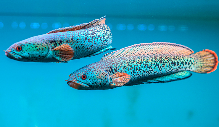 Натуральная пища – основа рациона для змееголова Барка