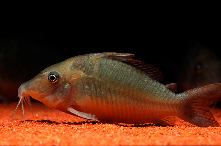 Песочный субстрат не даст рыбкам возможности повредить чувствительные усики