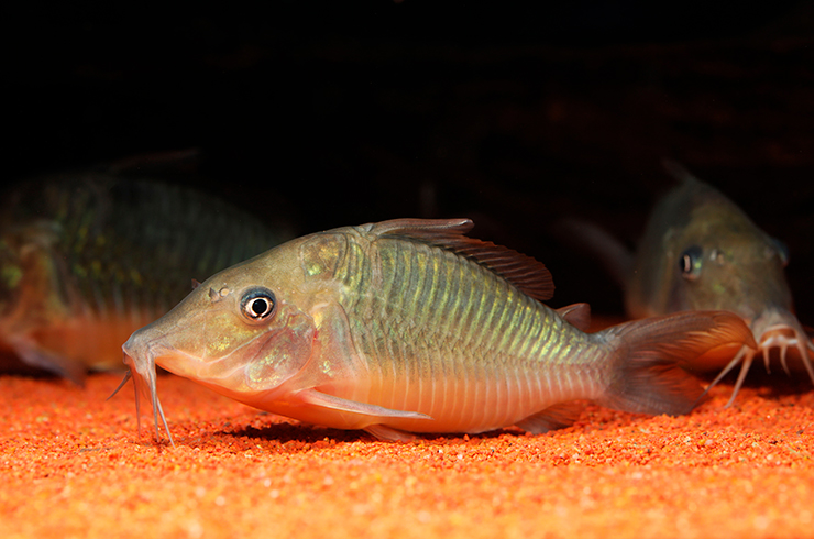 Содержать носатых брохисов следует группами из 6-8 особей