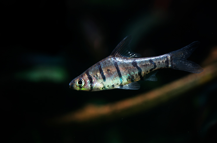 Восемь тёмных поперечных полосок — визитная карточка рыбки