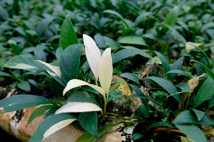 Анубиас конголезский подойдет для аквариумов большого объёма