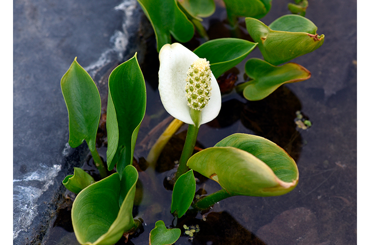 Белокрыльник болотный