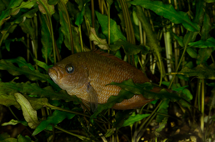 Цейлонские макроподы любят заросли водных растений