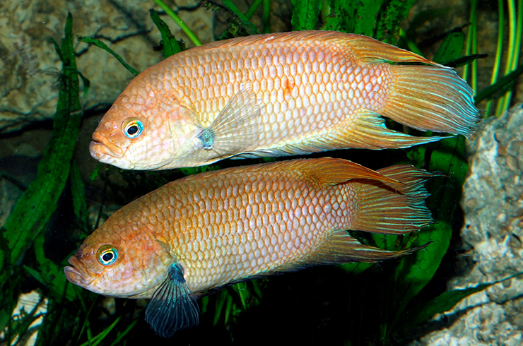 Цейлонские макроподы успешно разводятся в домашних условиях