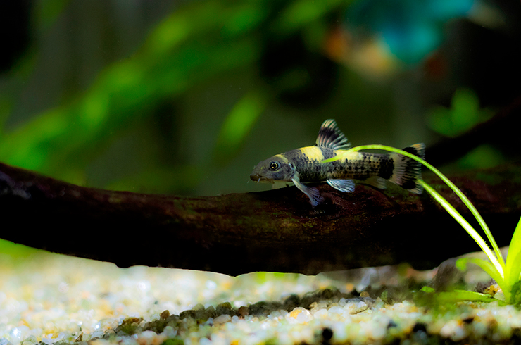 Чередование желтых и черных полосок у гарры панда