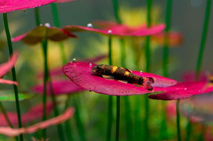 Гарра панда хорошо уживается со многими миролюбивыми рыбками
