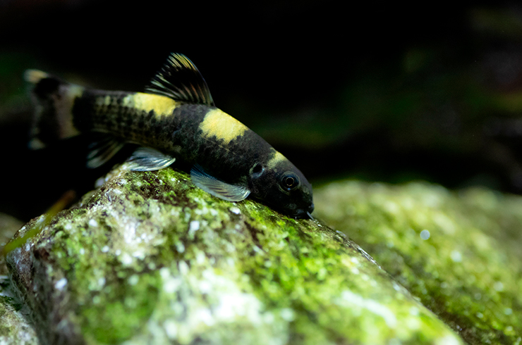 Гарра панда любит поедать биоплёнку на камнях