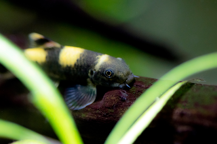 Гарра панда. Внешний вид