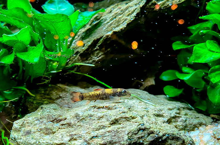 Гарра радужная в аквариуме
