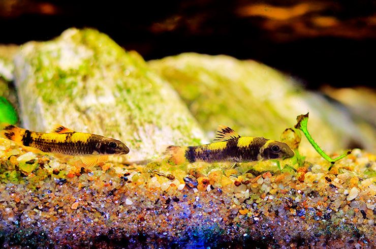 Гарры панда могут размножаться в домашних условиях