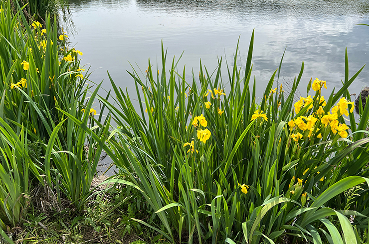 Ирис болотный