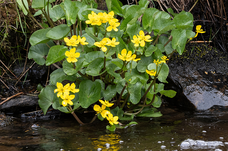 Калужница болотная
