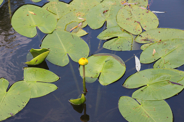 Кубышка жёлтая