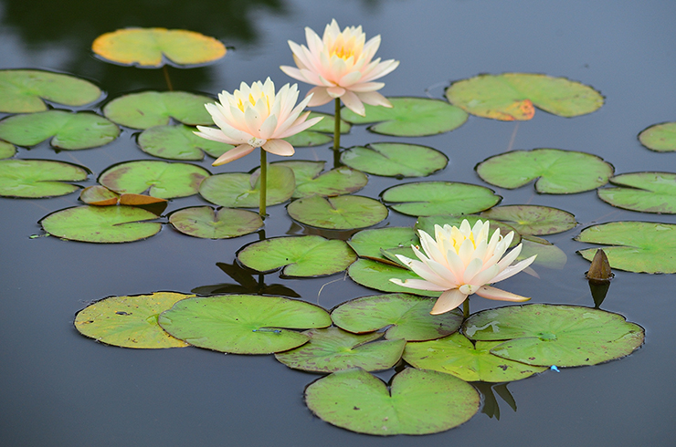 Кувшинка, или нимфея