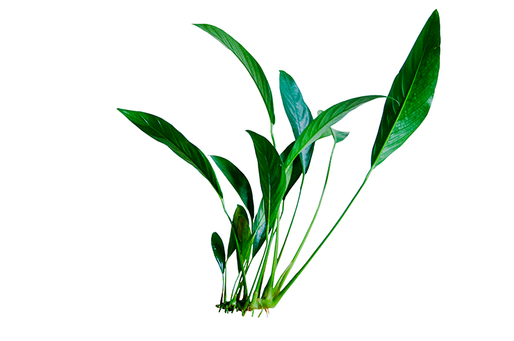 Листья анубиаса конголезского очень плотные, поэтому не по зубам растительноядным видам рыб