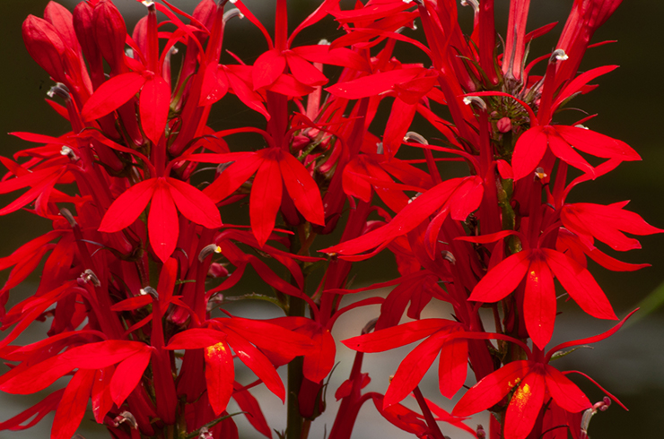 Лобелия кардинальская