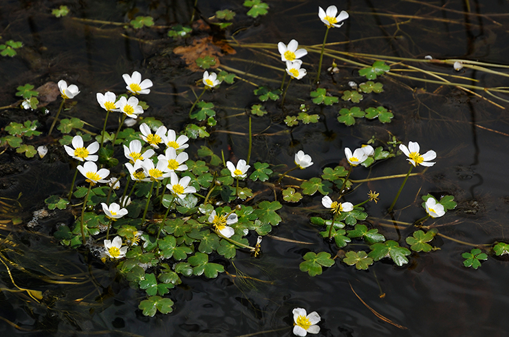 Лютик водный