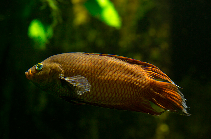 Макропод цейлонский. Внешний вид