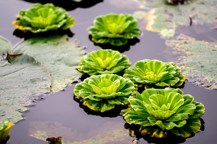 Пистия, или водяная капуста