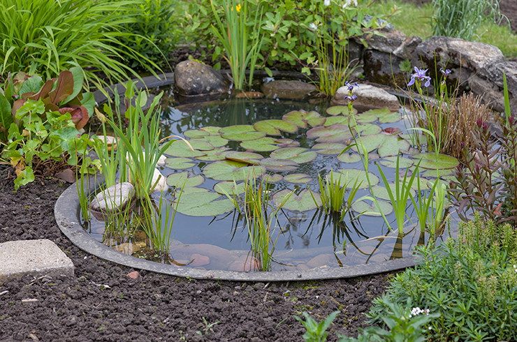 Растения не только украшают пруд, но приносят огромную пользу