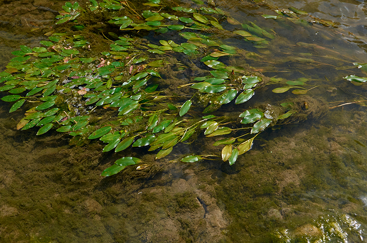 Рдест курчавый