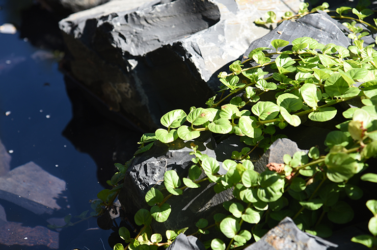 Вербейник монетчатый