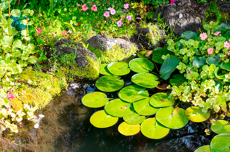 Водокрас лягушачий