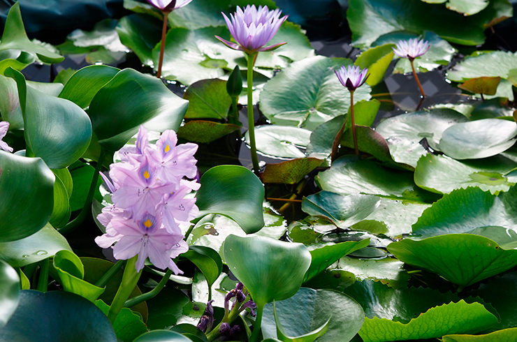 Водяной гиацинт