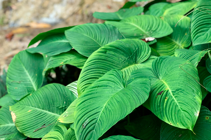 Анубиас разнолистный может расти на каменистых почвах