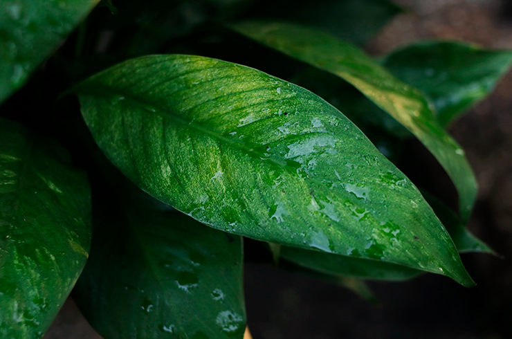 Анубиас разнолистный после тропического дождя