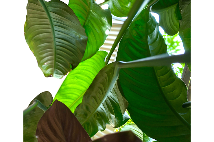 Анубиас разнолистный. Внешний вид