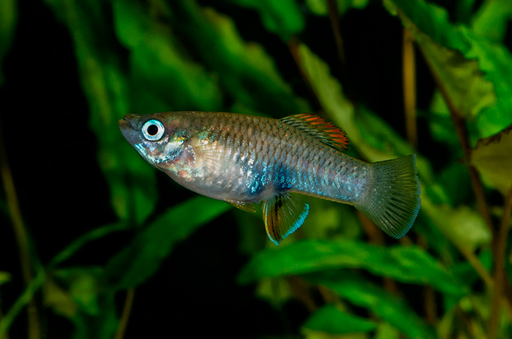 Брахирафис Розена. Внешний вид