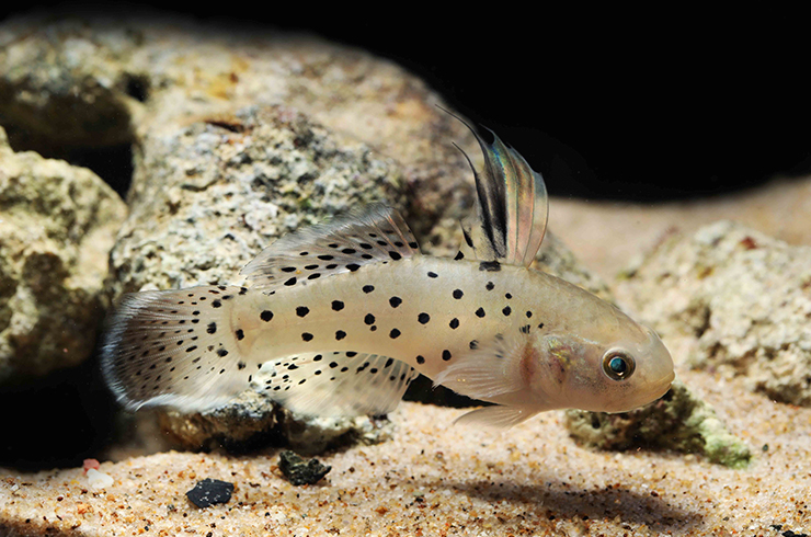 Бычка-рыцаря украшают красивые чёрные пятна на теле