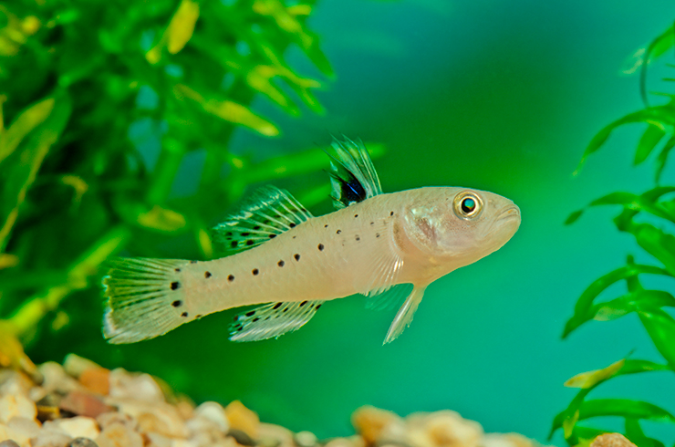 Бычки пятнистые предпочитают слегка солёную воду
