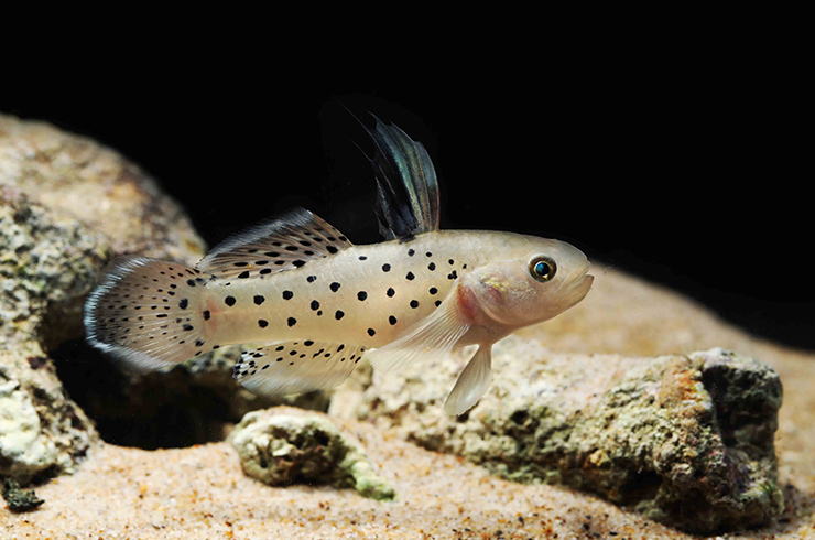 Бычки-рыцари – рыбки с повышенной территориальностью