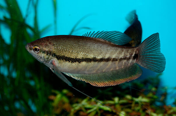 Гурами змеевидный