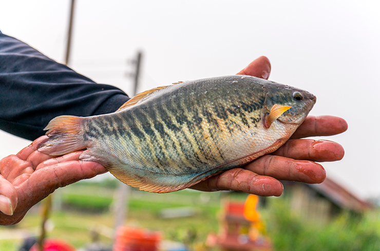 Гурами змеевидный – важная промысловая рыбка в странах Юго-Восточной Азии