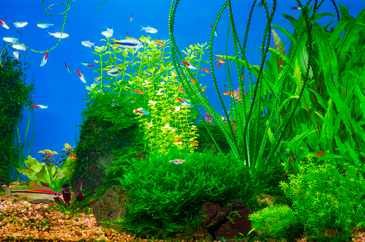 Кринум ценится за длинные и узкие листья с характерной волнистостью