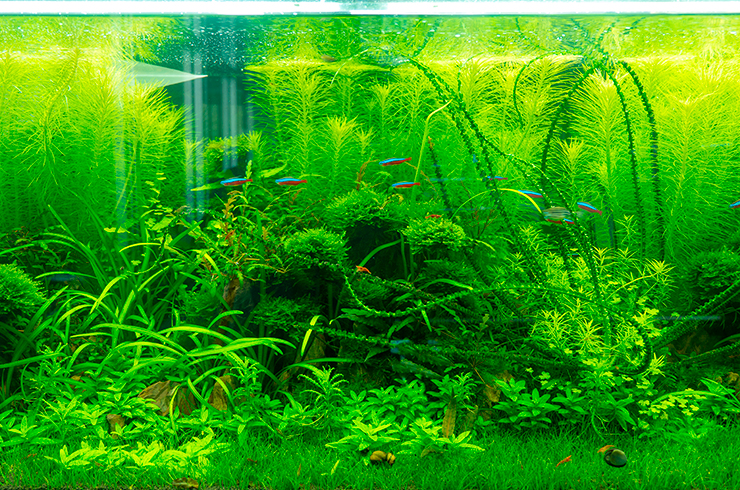 Кринум волнистый в аквариуме