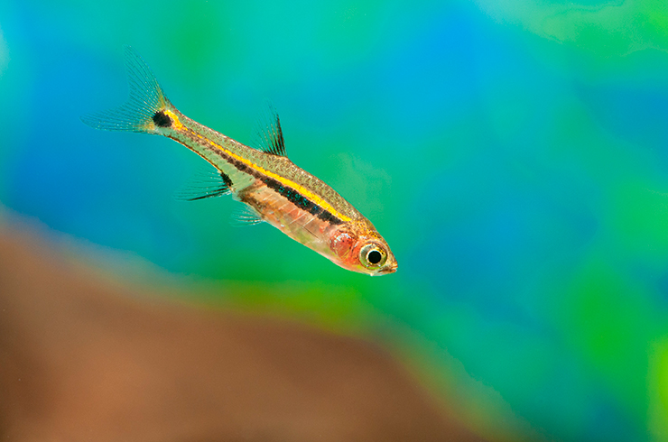 Микрорасбора светлячок – отличный вид для содержания в наноаквариумах