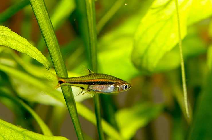 Микрорасбора светлячок прекрасно уживается с другими мелкими рыбками и креветками