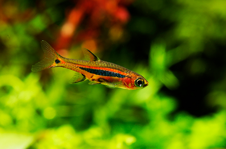 Микрорасбора светлячок