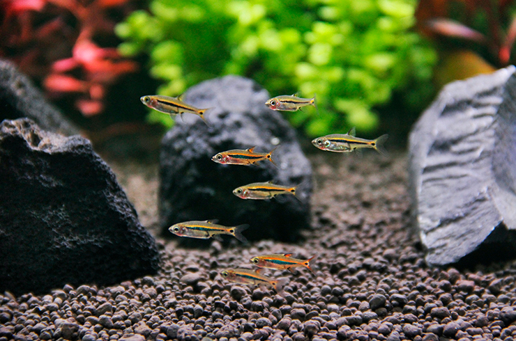 Микрорасбору светлячок следует содержать только стайками