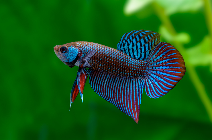 Петушок махачай – самый настоящий хищник