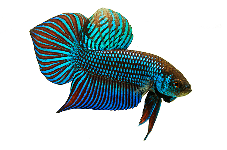 Петушок махачай. Внешний вид