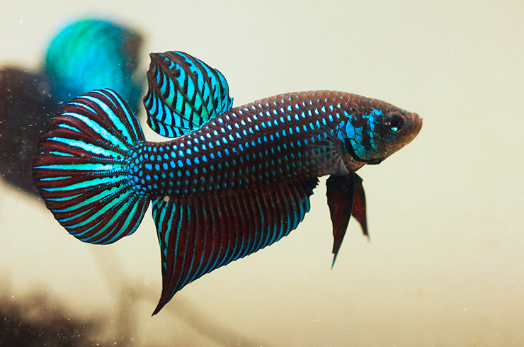 Самцы петушка махачай не выносят друг друга в маленьком объеме