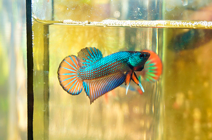 Самцы петушка махачай строят гнезда для икры из пузырьков воздуха