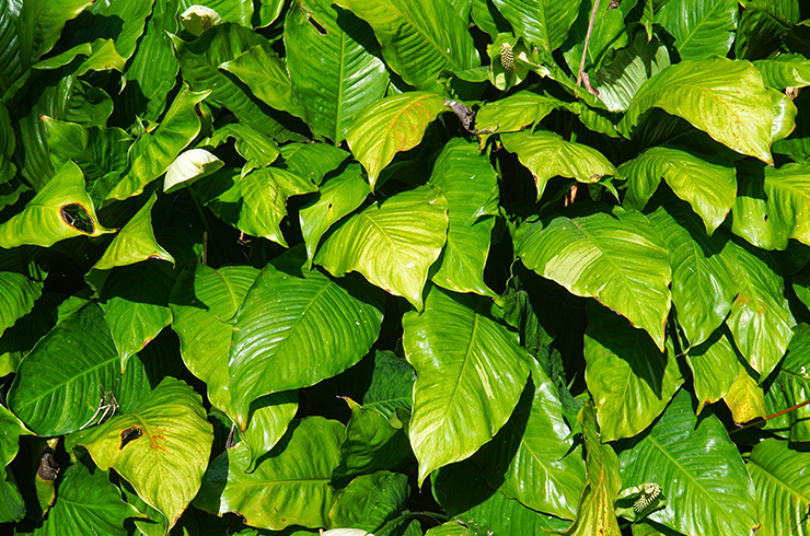 Содержать разнолистный анубиас можно как в аквариумах, так и в палюдариумах