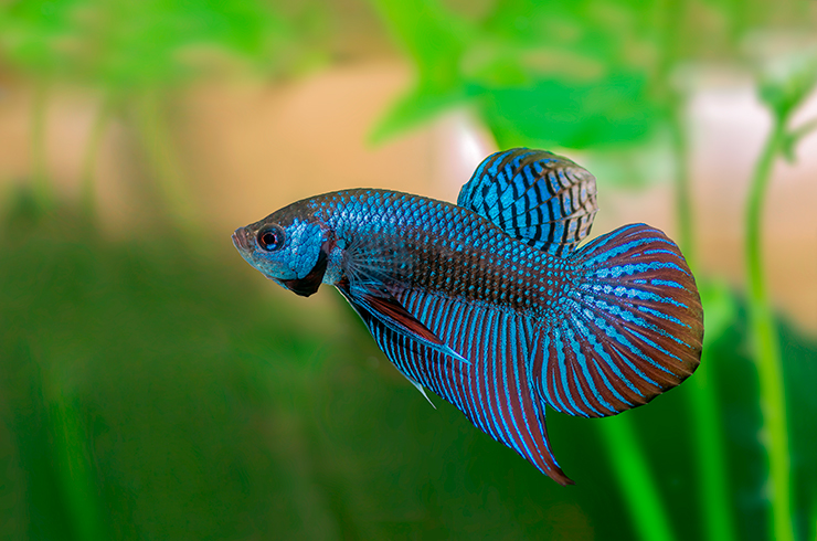 В природе петушок махачай тяготеет к эстуариям